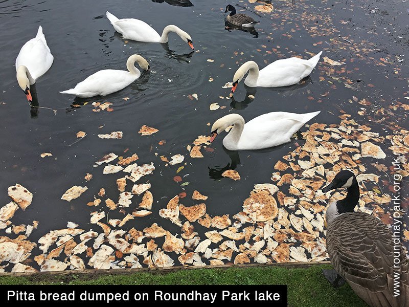 Wholesale dumping of bread in the lake at Roundhay Park