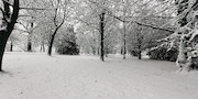 Roundhay Park Woods in the snow, winter scene