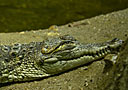 Crocodiles at Tropical World, Roundhay Park Leeds. 